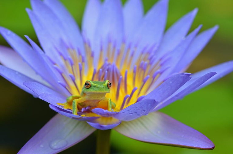 frog
