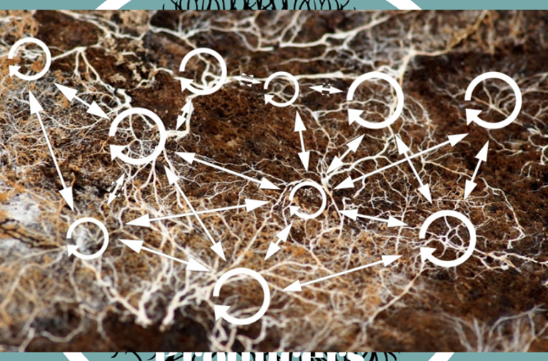 mycelium