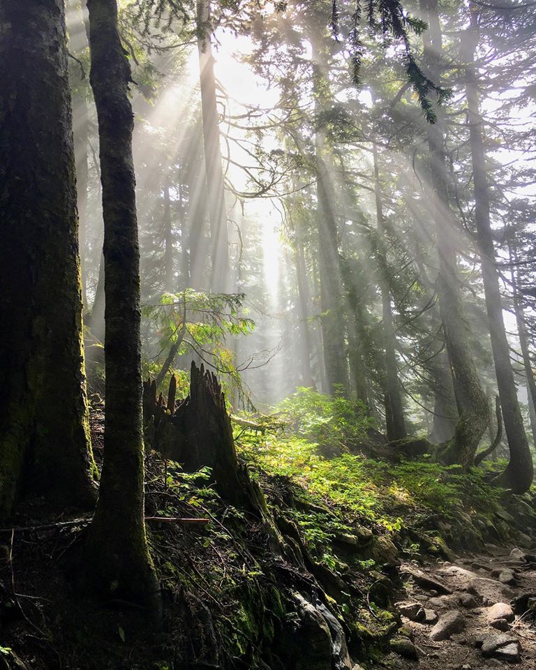 light in forest