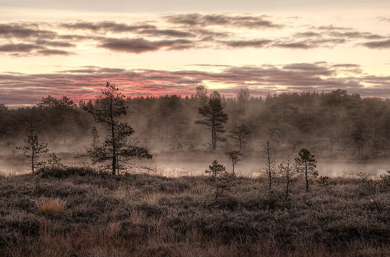 wetlands