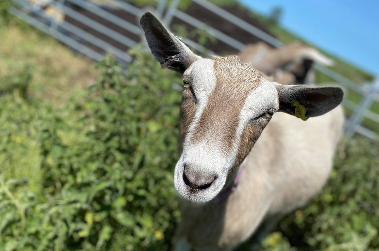Goat