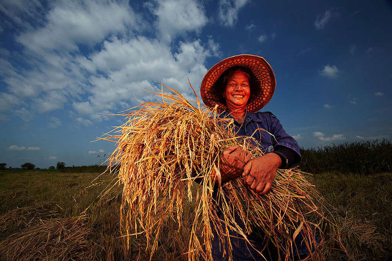 Rice farming