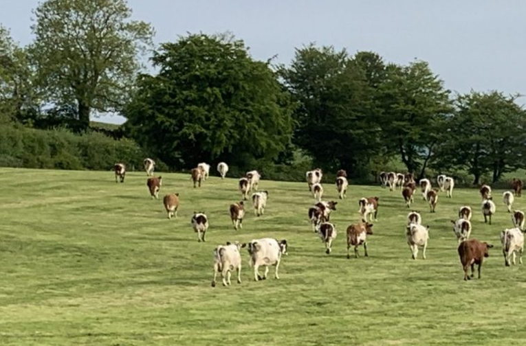 Cows in field