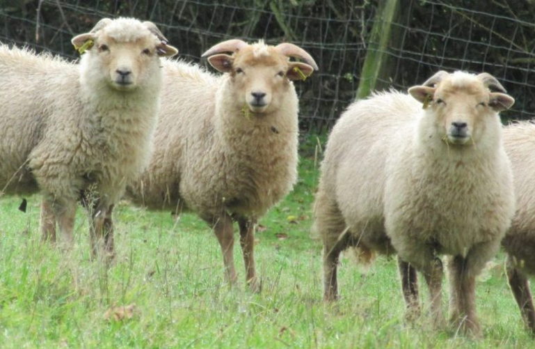 Portland Sheep