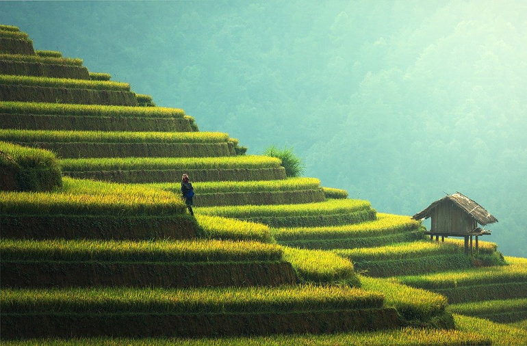 terraced rice paddies