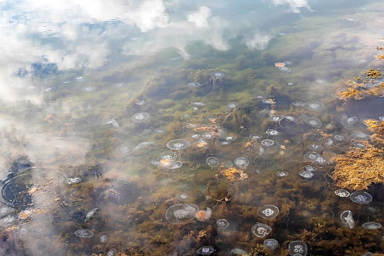 jellyfish infestation