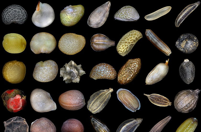 Seed varieties