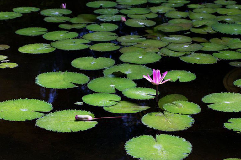Lilypads