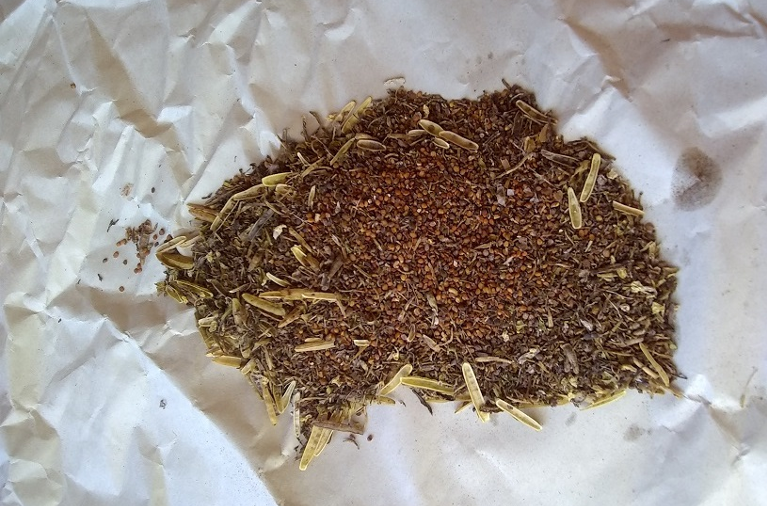 arugula seed
