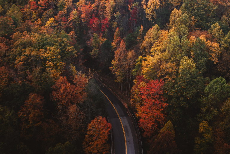 trees