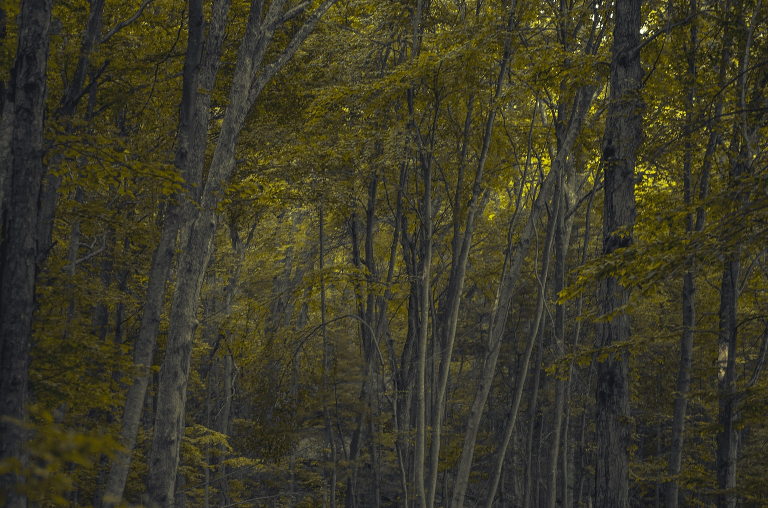 trees