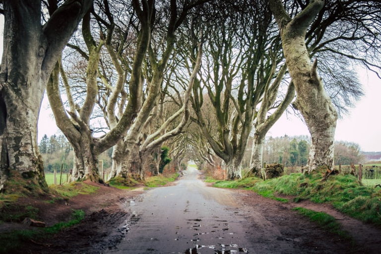 trees