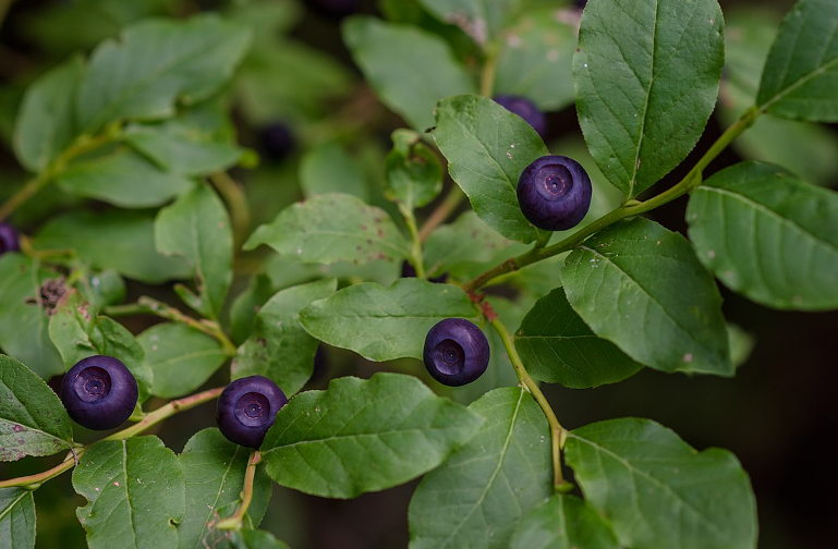 Huckleberry