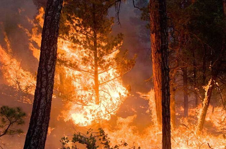Wildfire