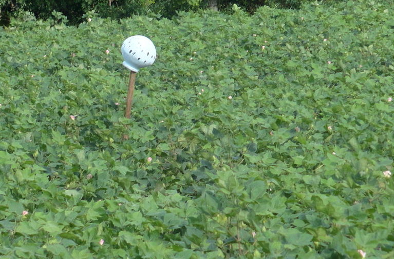 Bt cotton crops