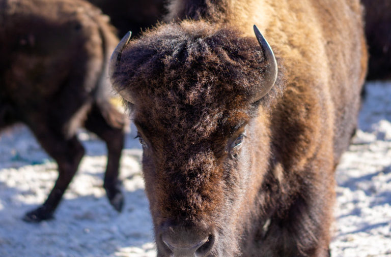 Buffalo