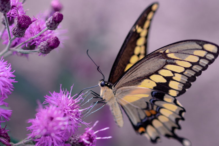 butterfly