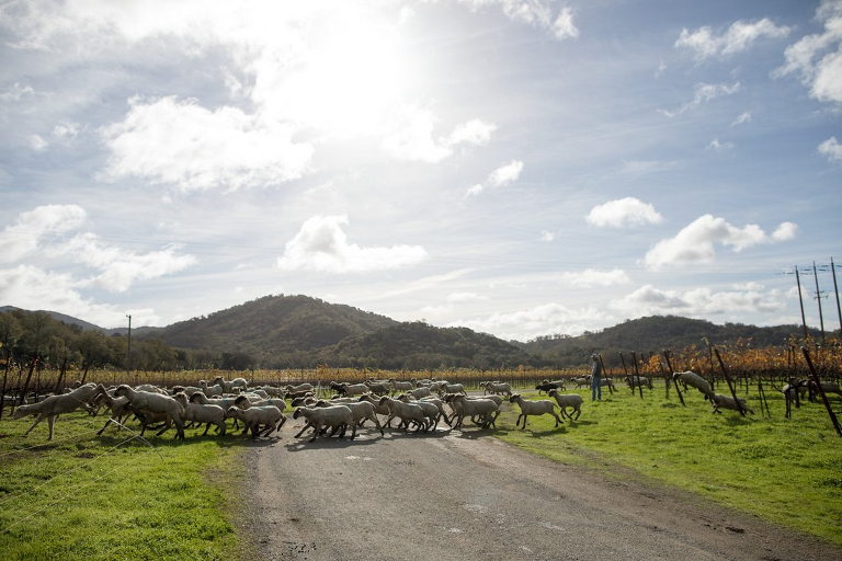 Sheep