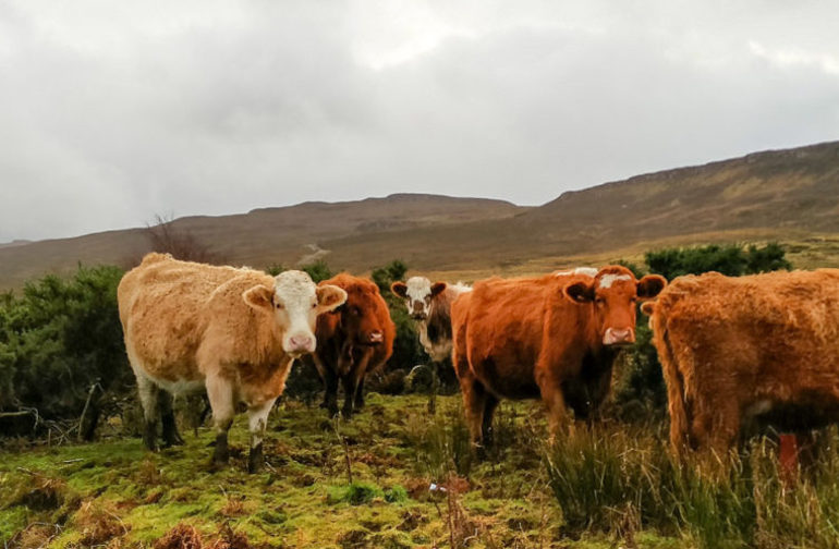 cattle