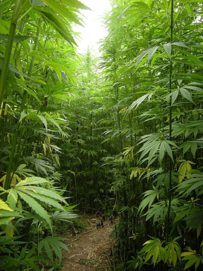 hemp