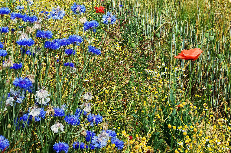 Field in Belgium