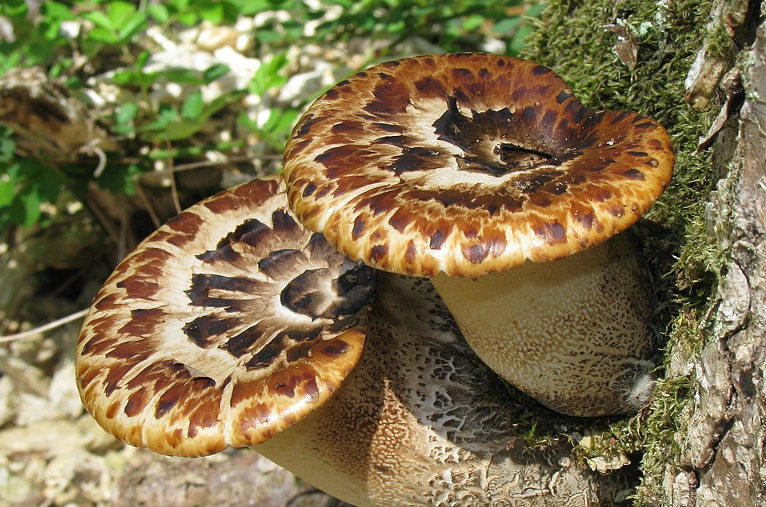 fungi