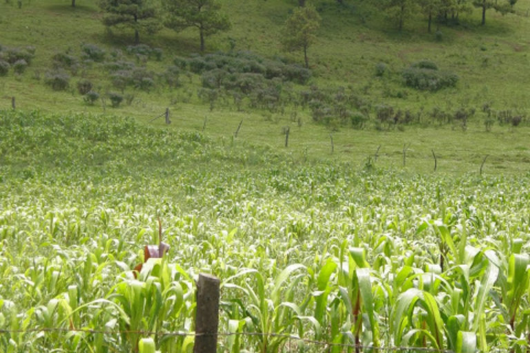 Milpa