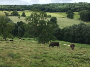 hay crop