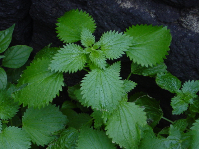 nettles