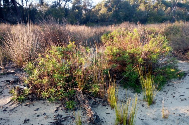 Sand dune country