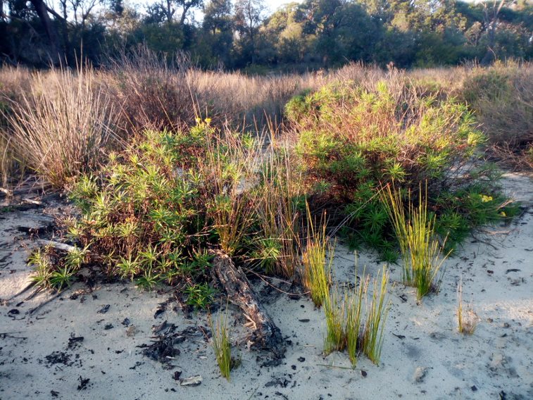 Sand dune country