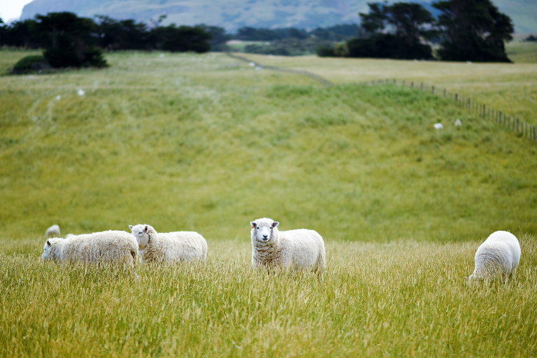 sheep