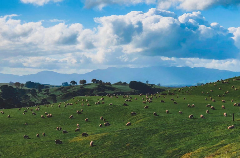 healthy land