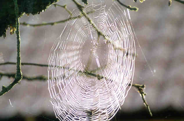 spider web