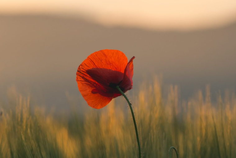 poppy