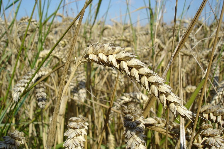 wheat