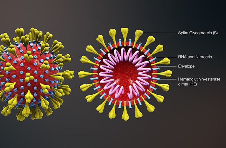 coronavirus