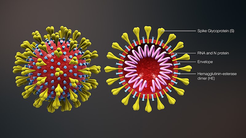 Medical Animation still shot of structure and cross-sectional view of Human Coronavirus