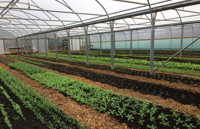 polytunnel