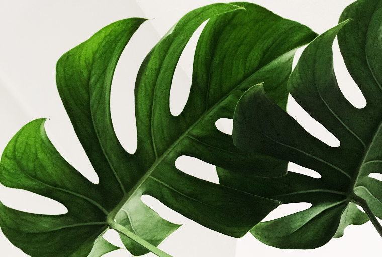 plant