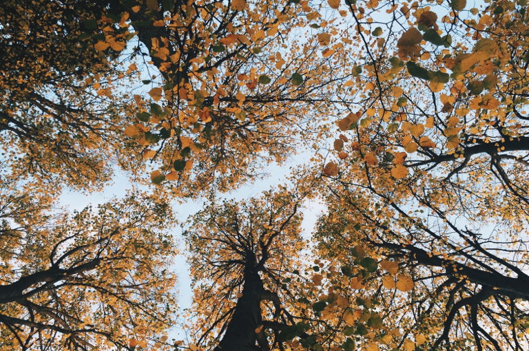 trees