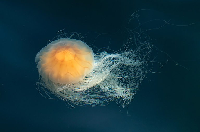 Lions mane jellyfish