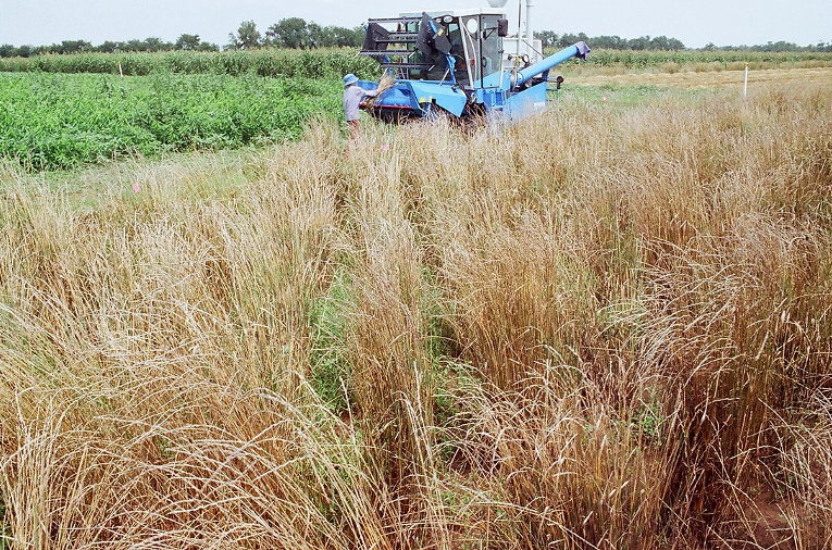 Harvesting Kernza