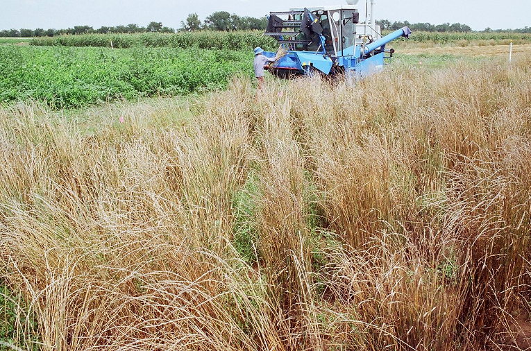 Harvesting kernza