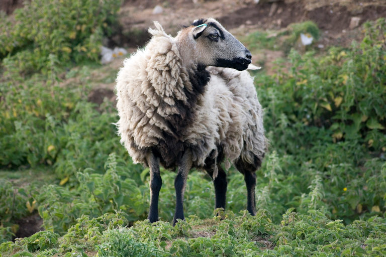 Badgerface ewe in Wales