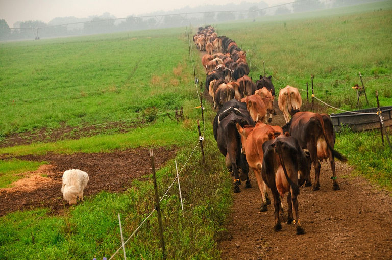 Organic cattle