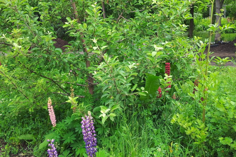 Forest garden in France