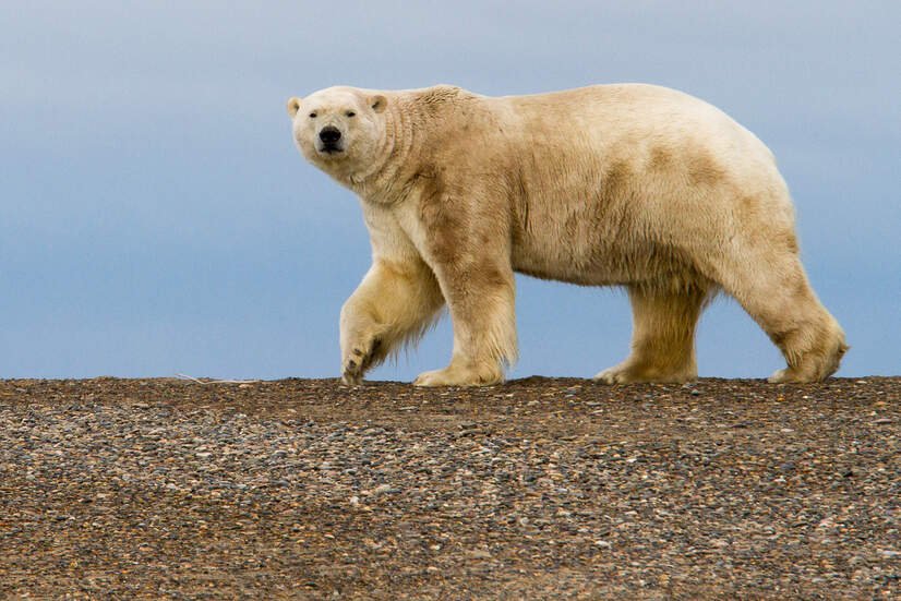 Polar bear