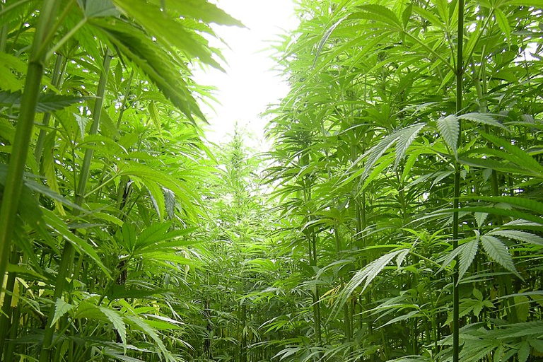 hemp plants