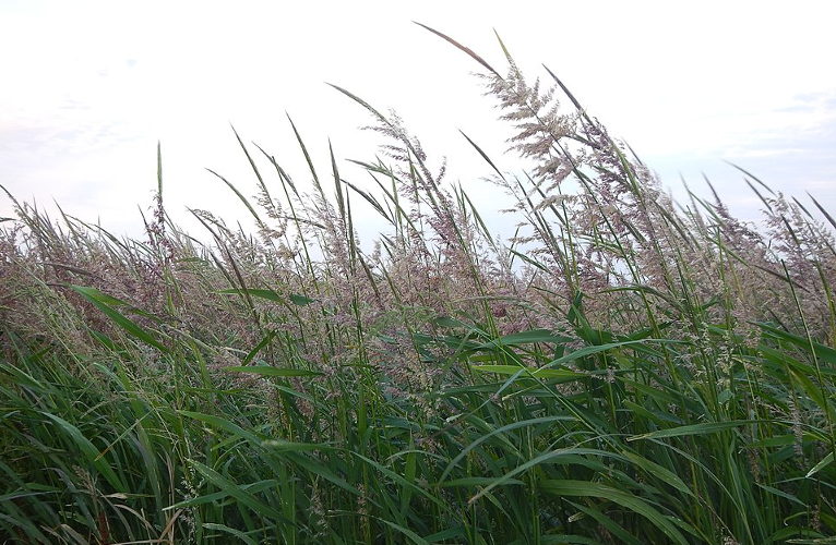 Wild rice